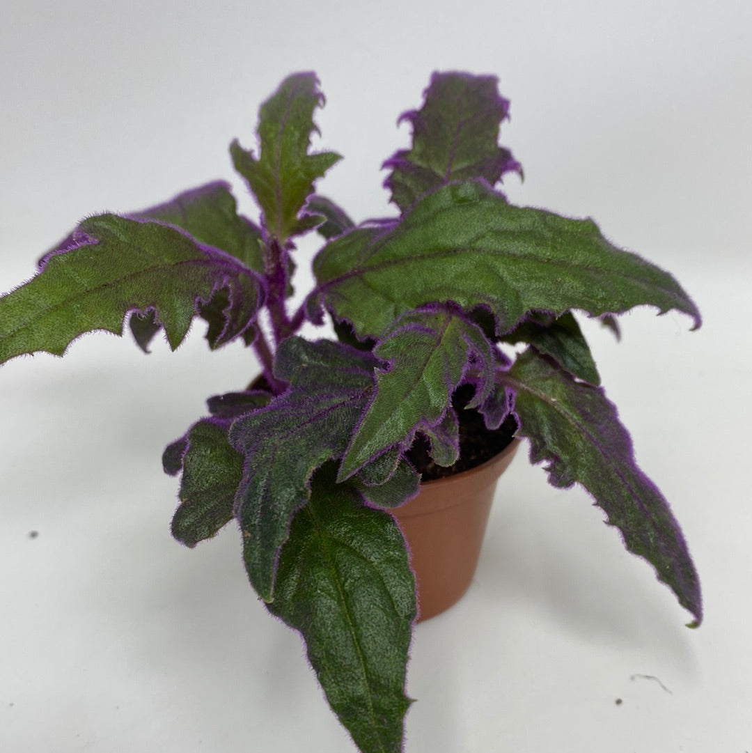 Gynura Aurantiaca 'Purple Passion'