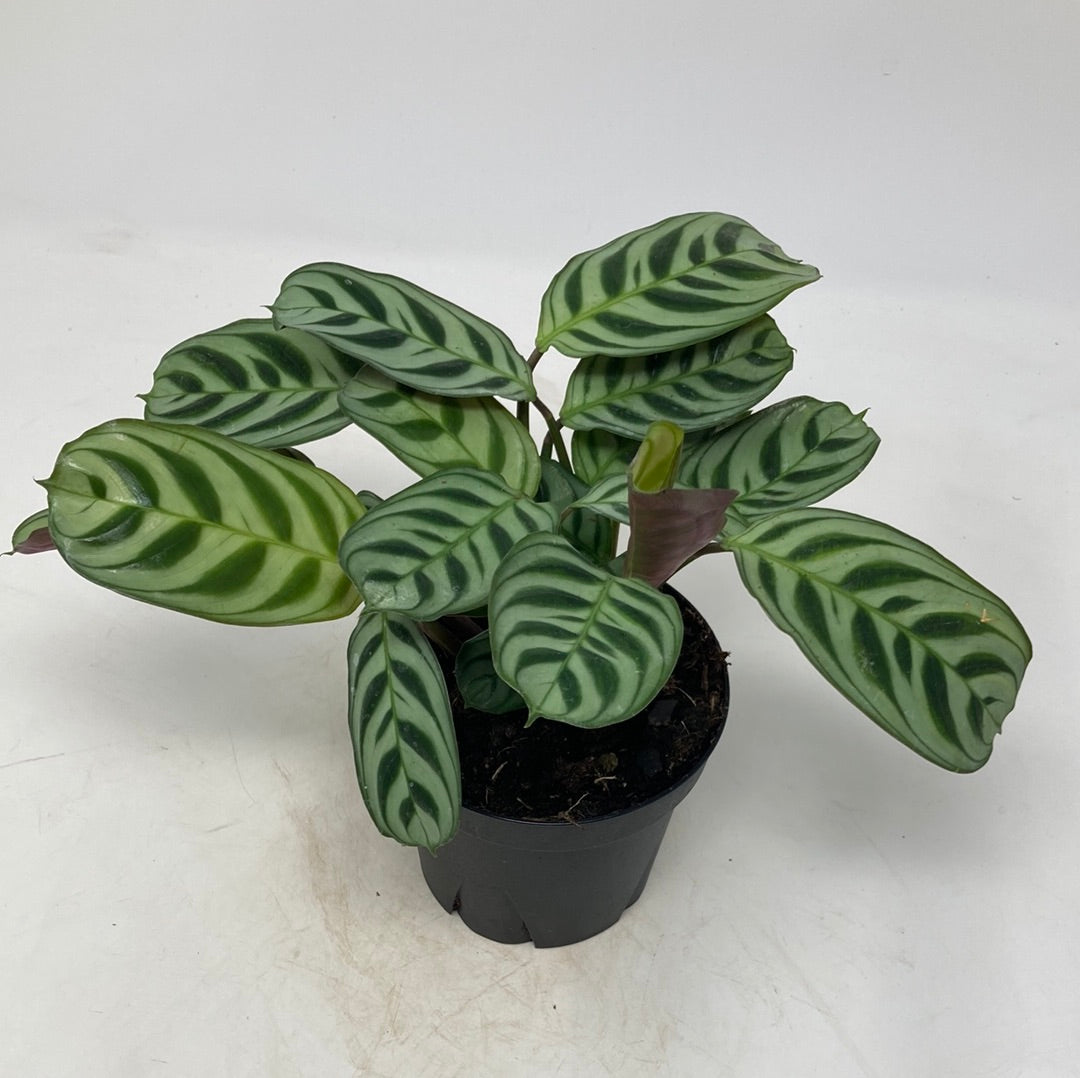 Ctenanthe ‘Burle Marx’