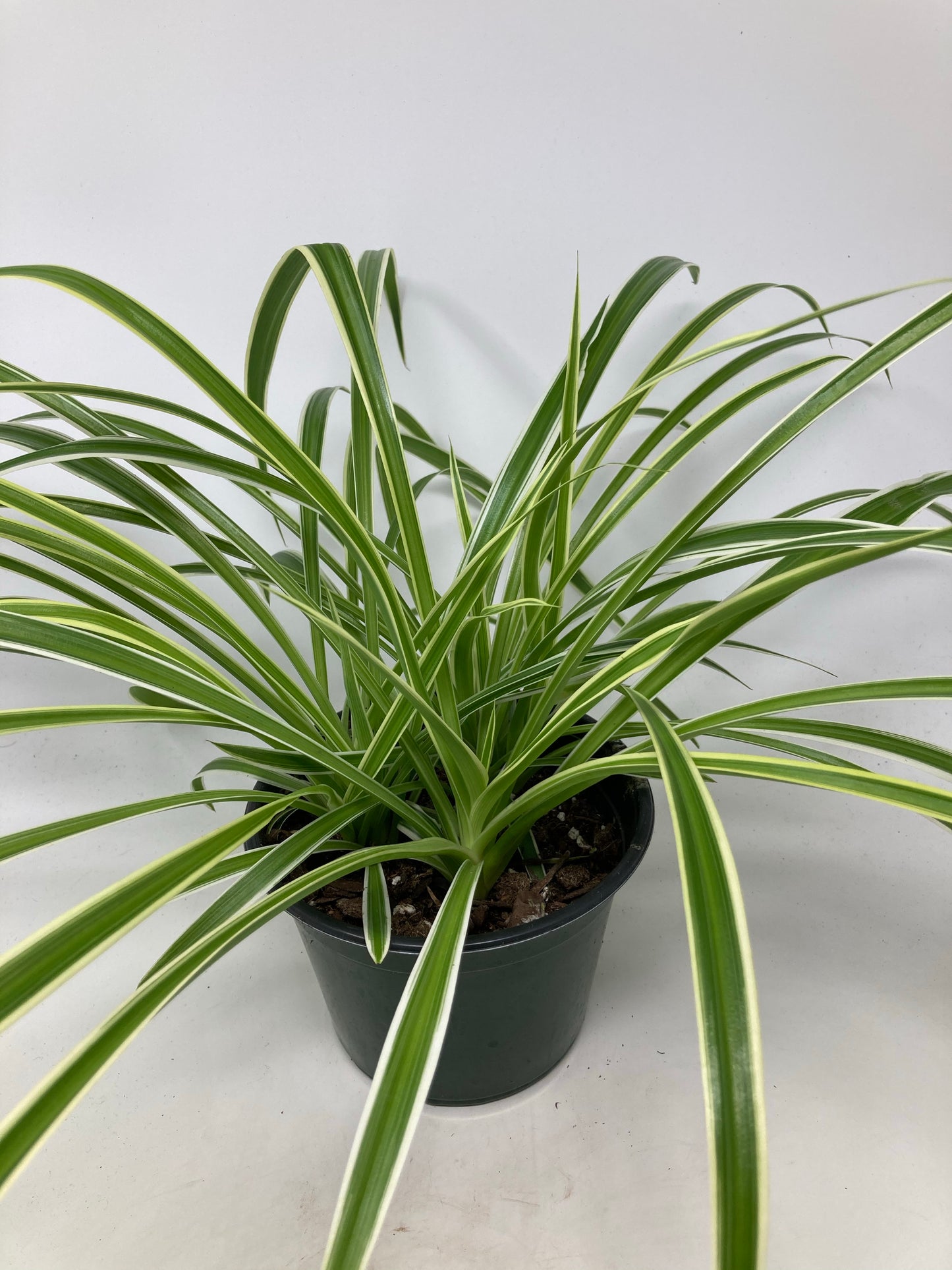 Chlorophytum Comosum 'Spider Plant'
