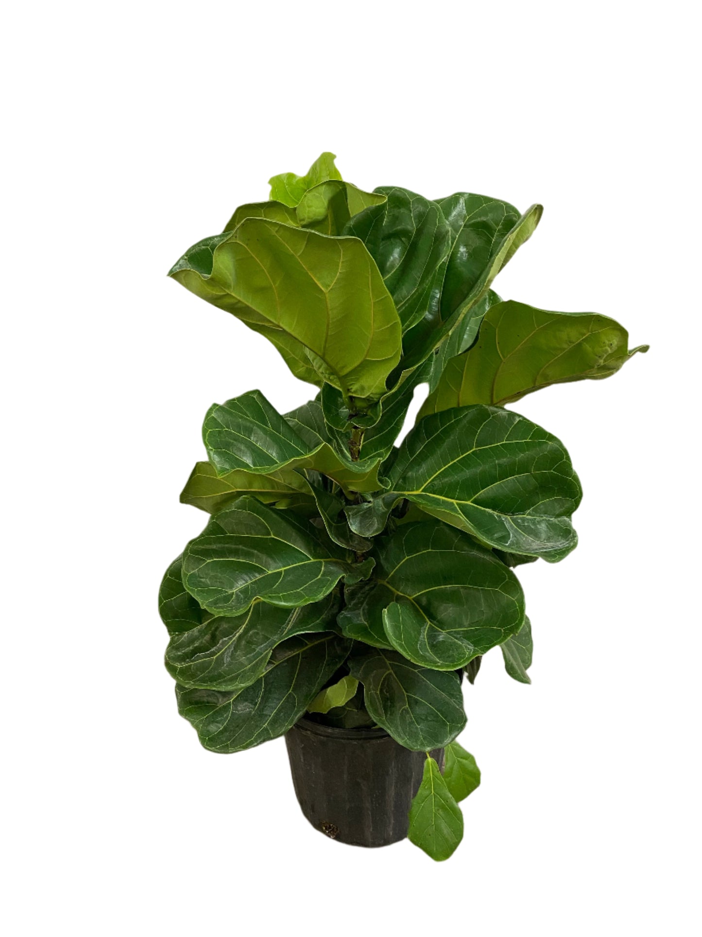 Ficus Lyrata 'Fiddle-Leaf Fig'