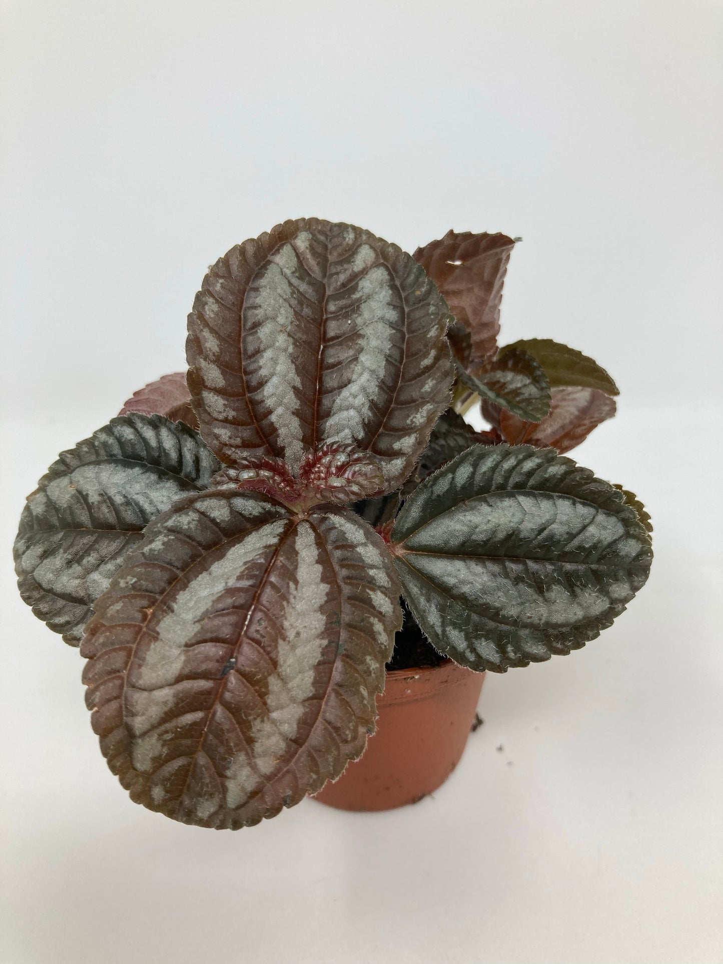 Pilea Involcurata Norfolk 'Friendship Plant'