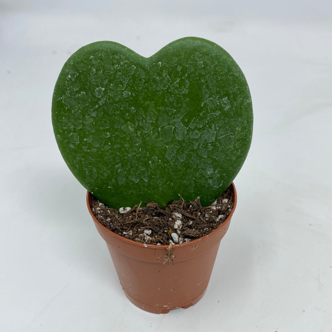 Hoya kerrii ‘Sweetheart Hoya’ - 2.5" Pot