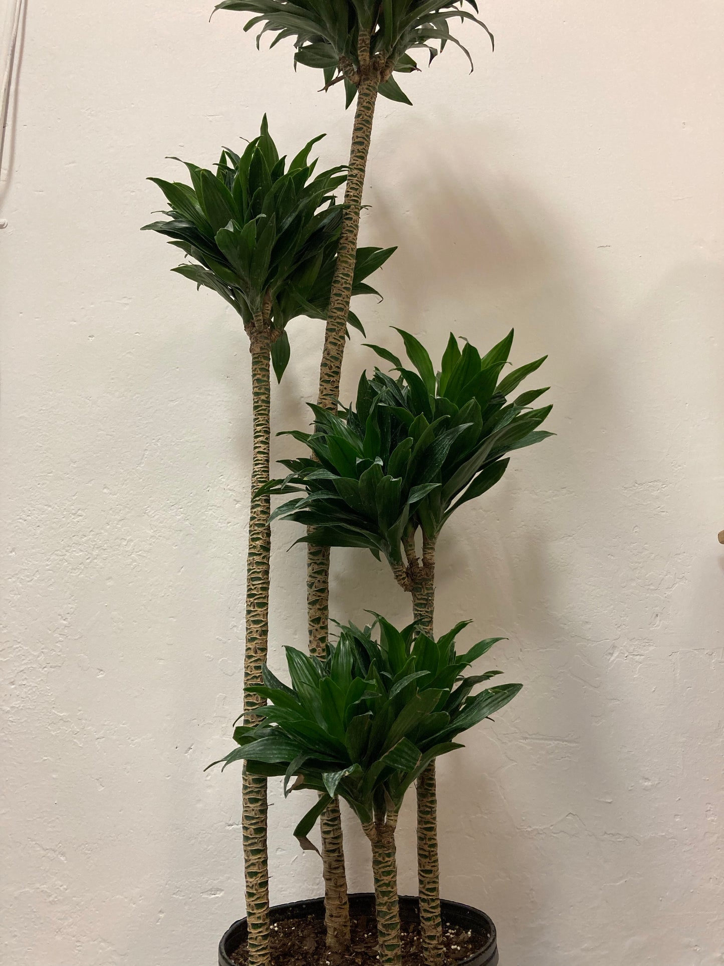 Dracaena Deremensis 'Janet Craig'