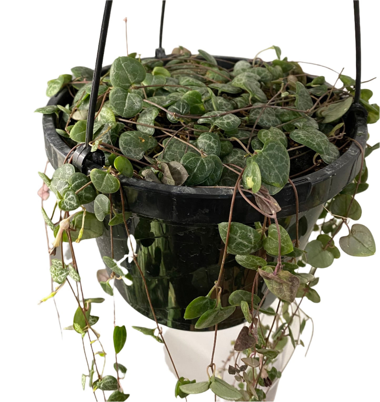 Ceropegia 'String of Hearts'