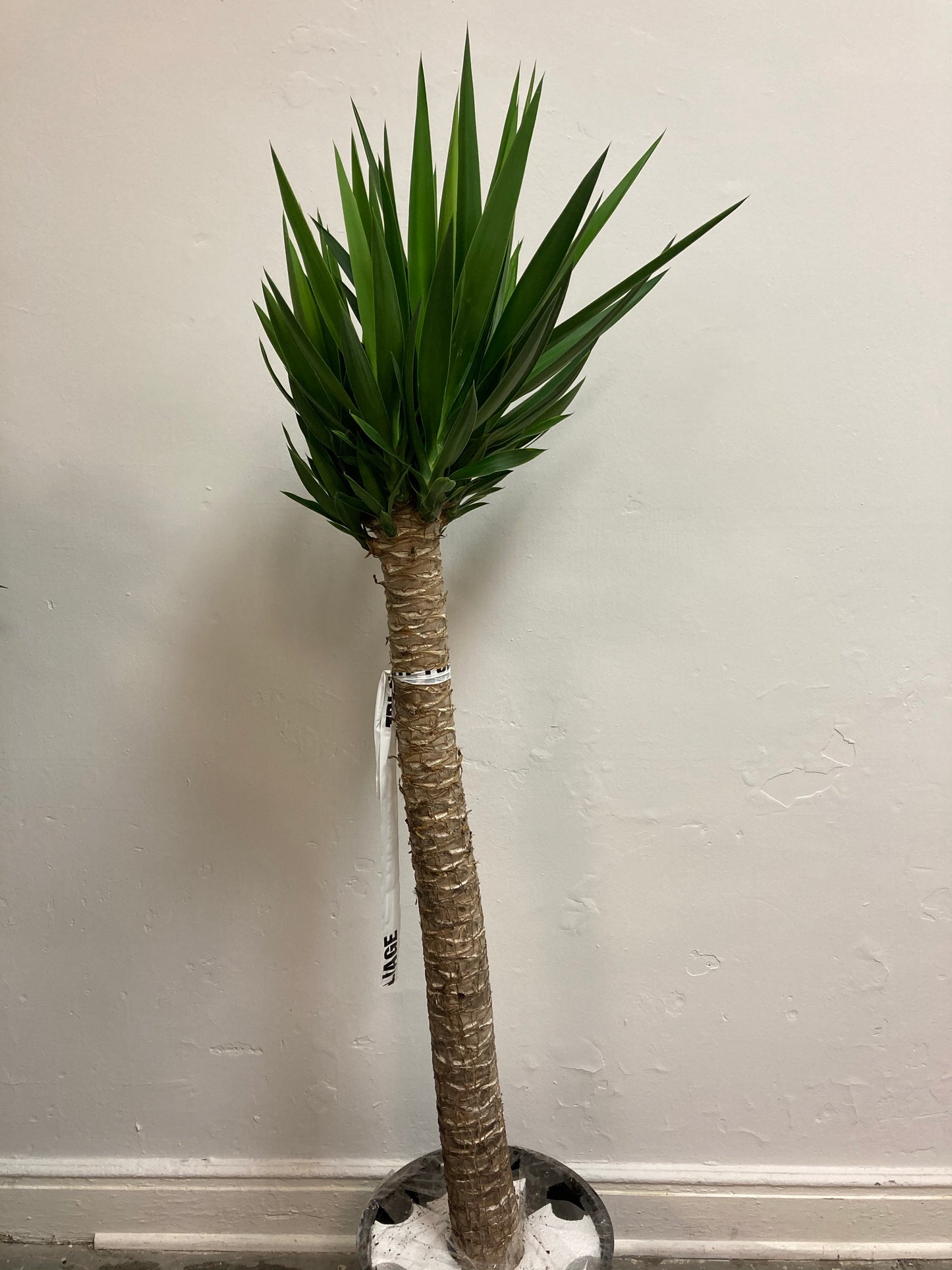 Yucca gigantea 'Yucca'