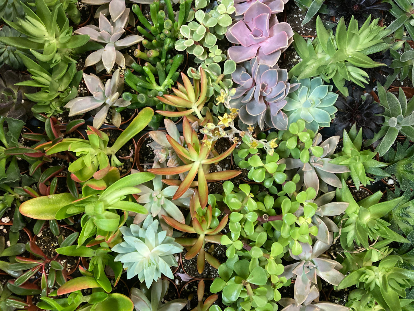 Succulents 'Assorted Varieties'