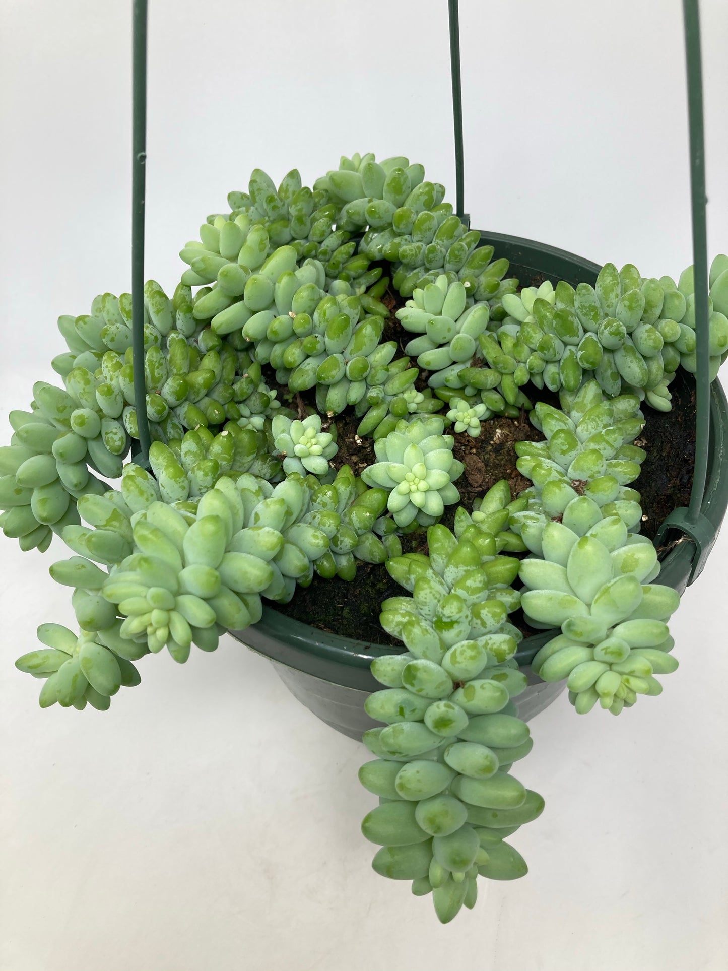 Sedum 'Burro's Tail'