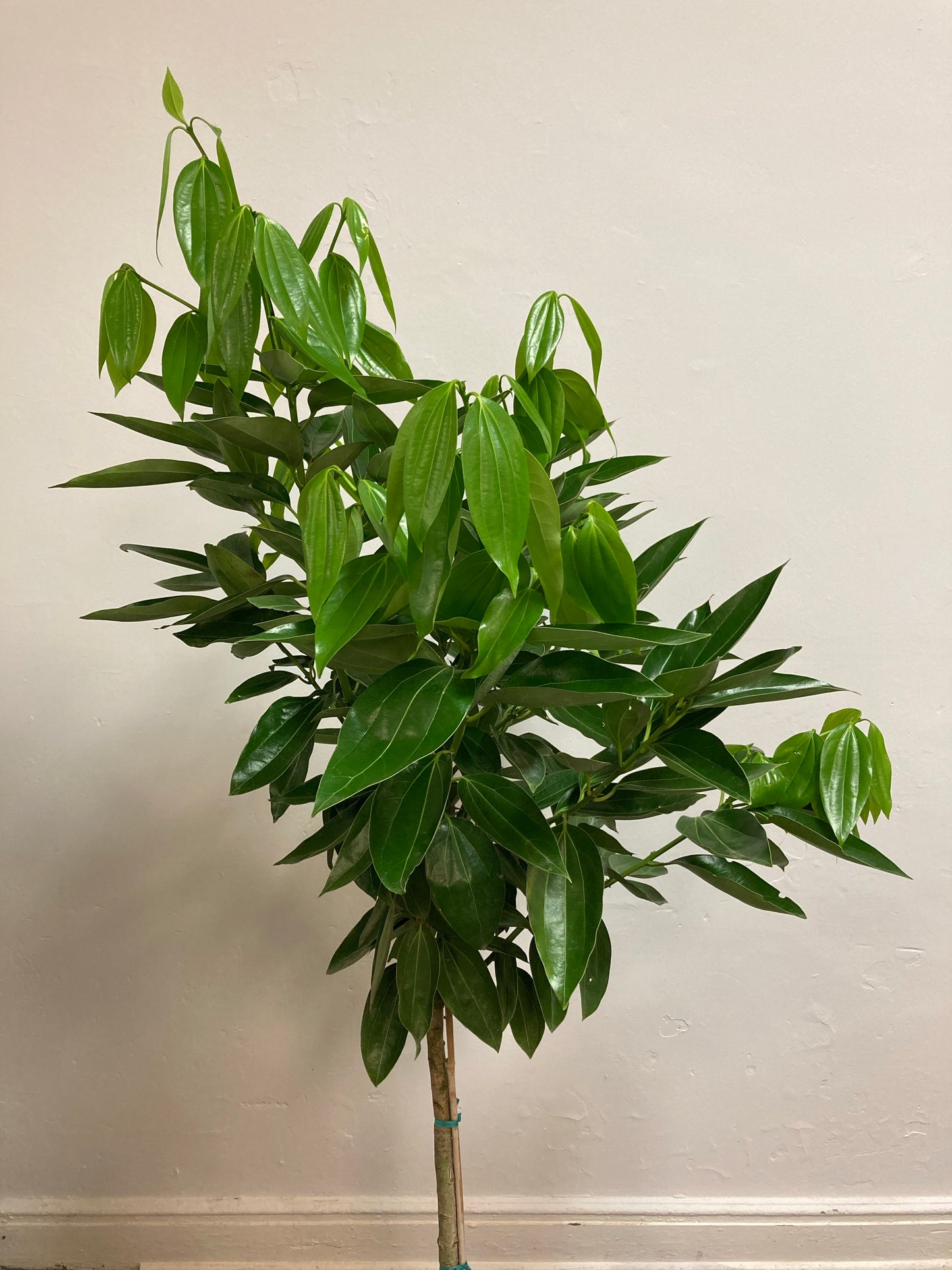 Canella winterana 'Cinnamon bark Tree'