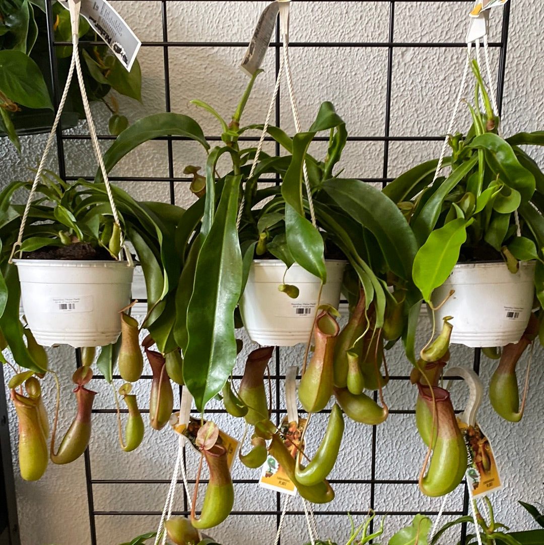 Nepenthes ‘Pitcher Plants’