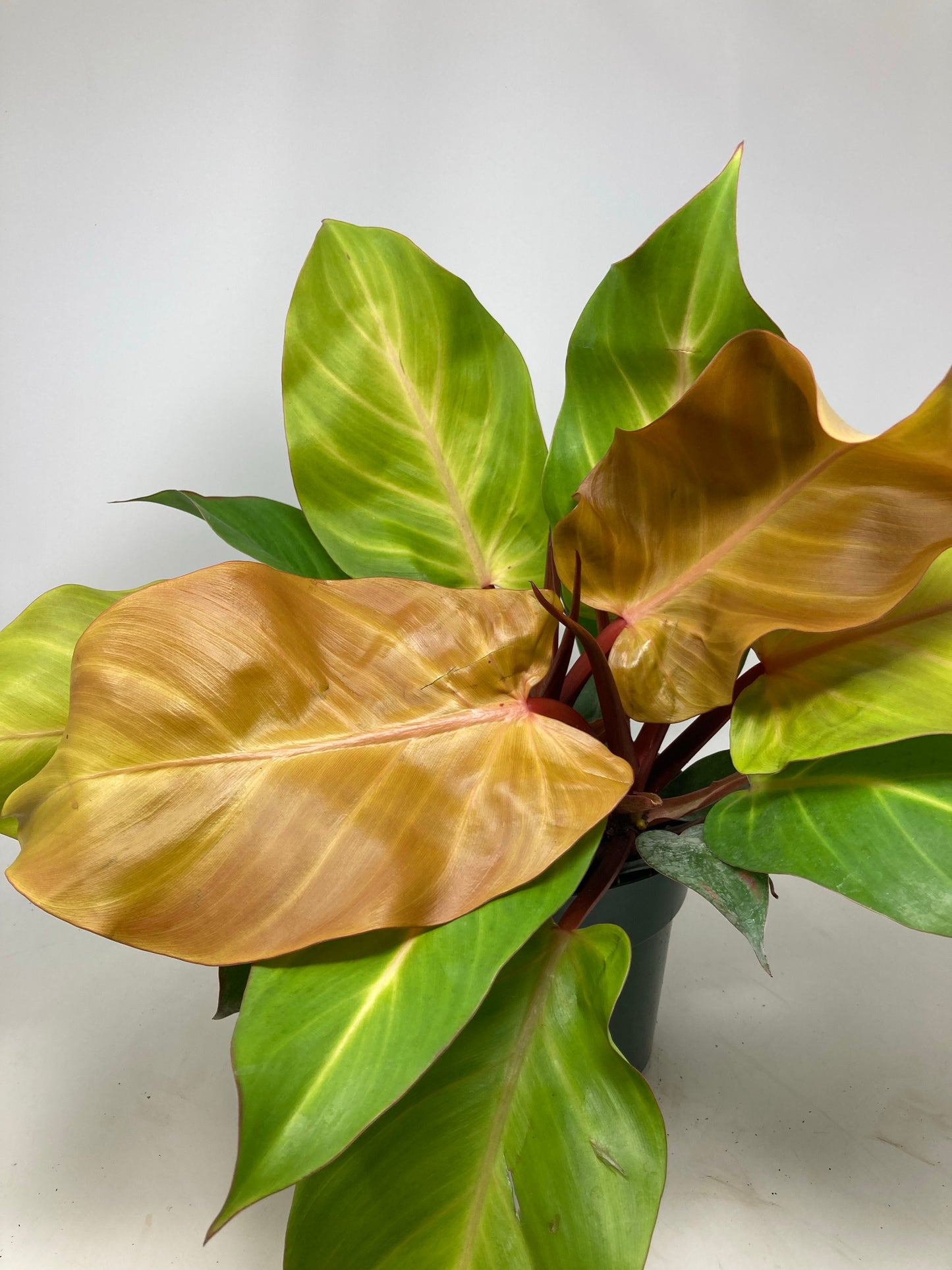 Philodendron 'McColley's Finale'