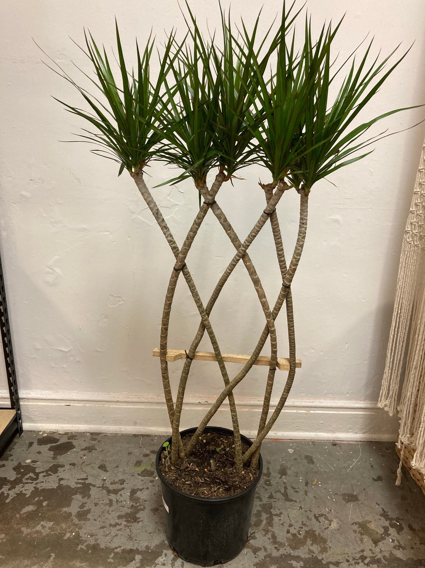 Dracaena Marginata 'Dragon Tree'