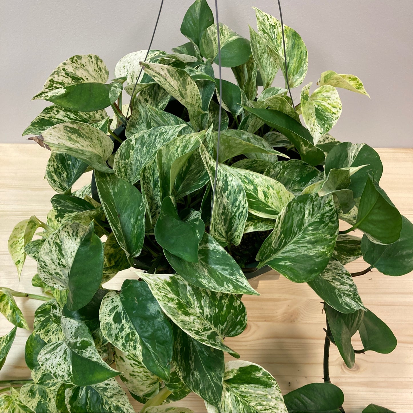 Epipremnum Aureum 'Pothos Marble Queen'