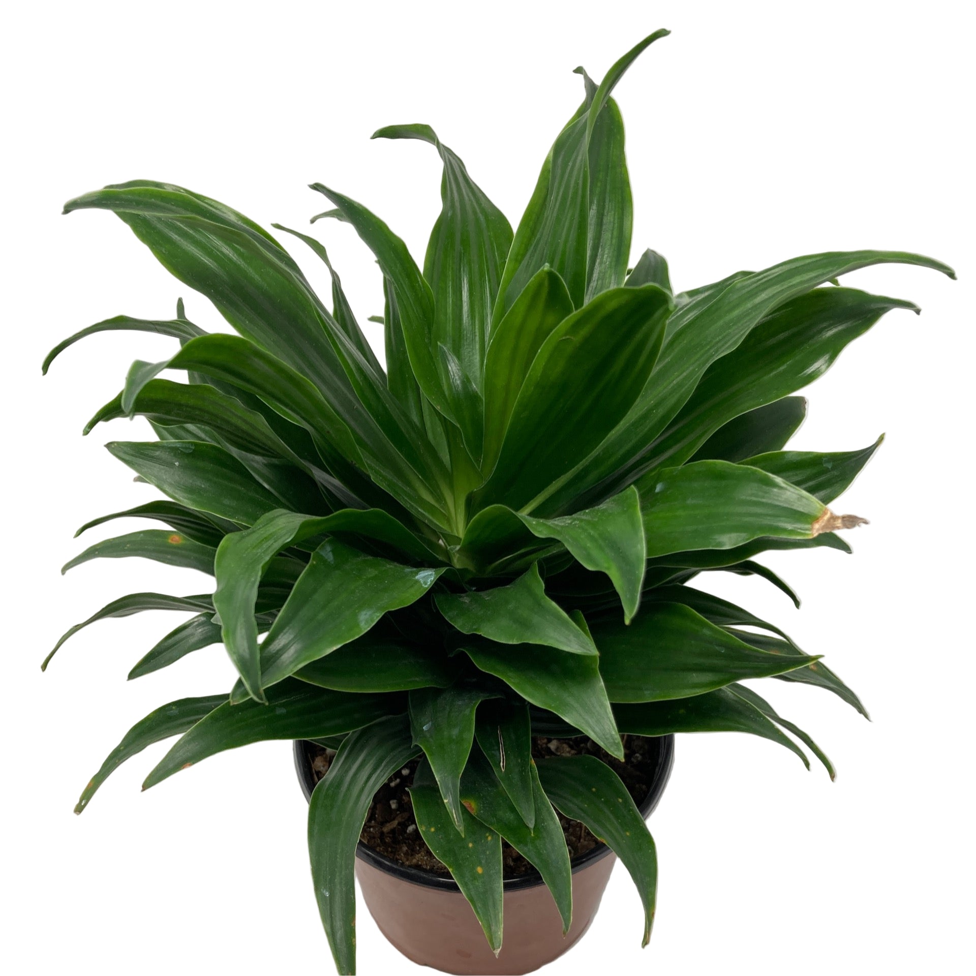 dracaena janet Dracaena deremensis 'Janet Craig'