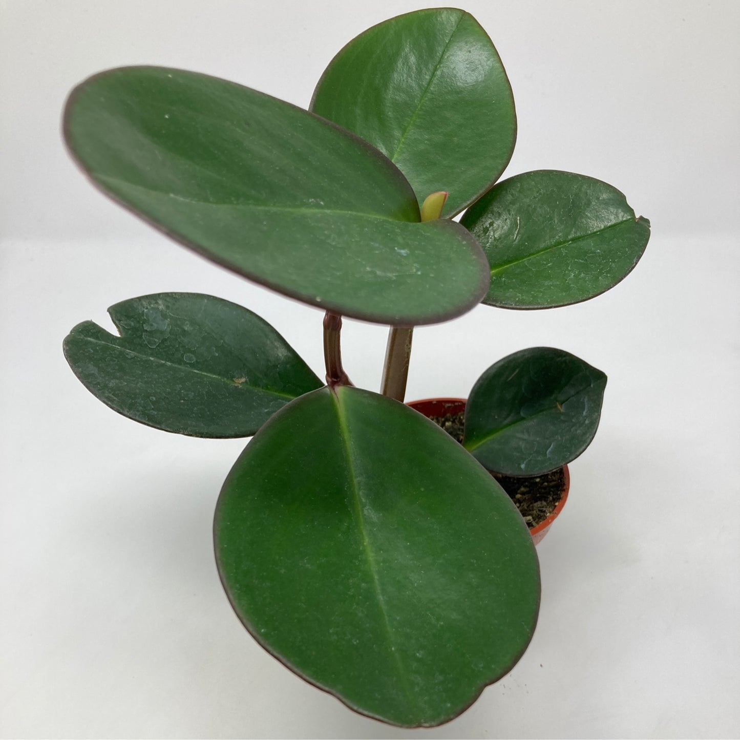 Peperomia obtusifolia 'Red Margin' - 4.5" Pot