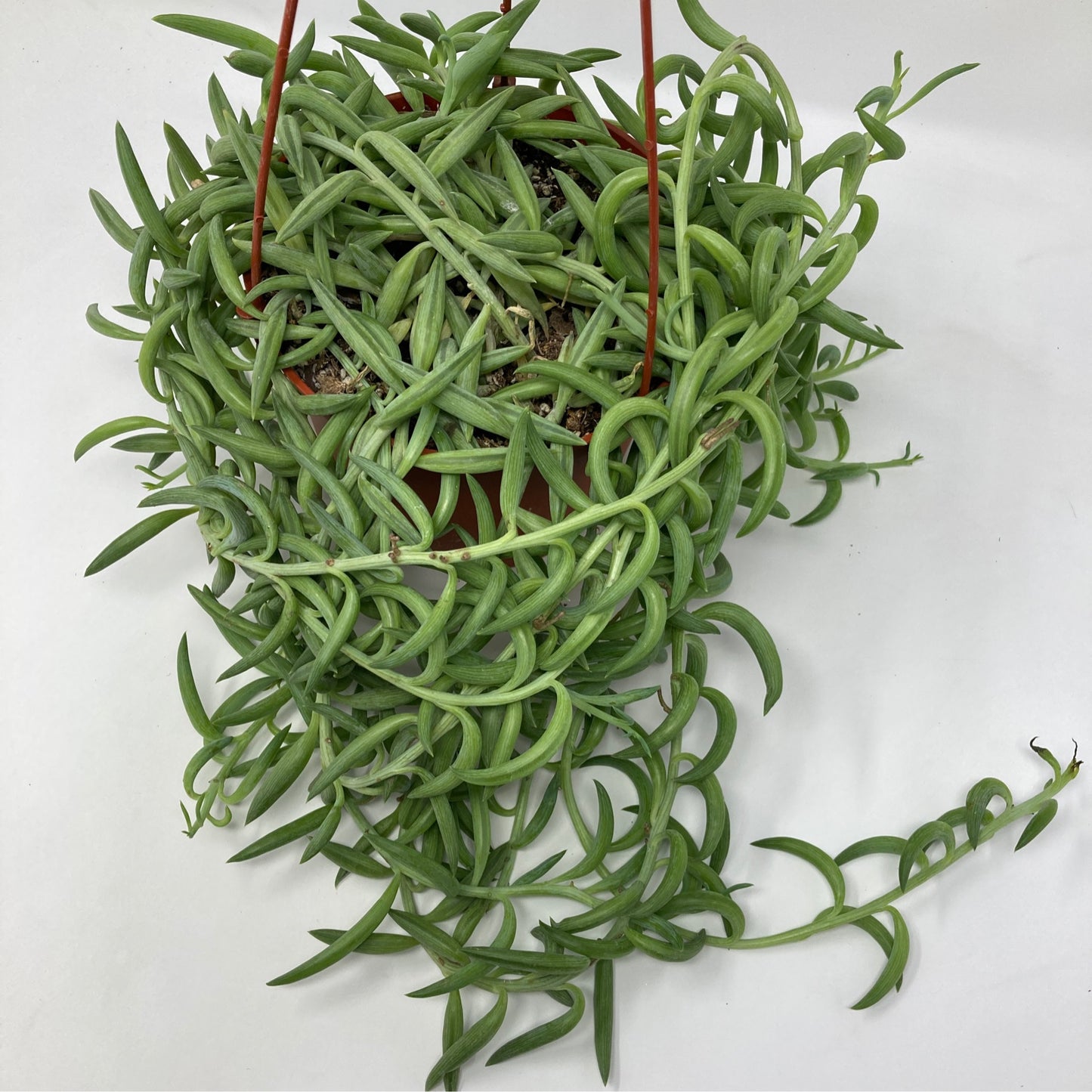 Senecio Radicans 'Fish Hooks'