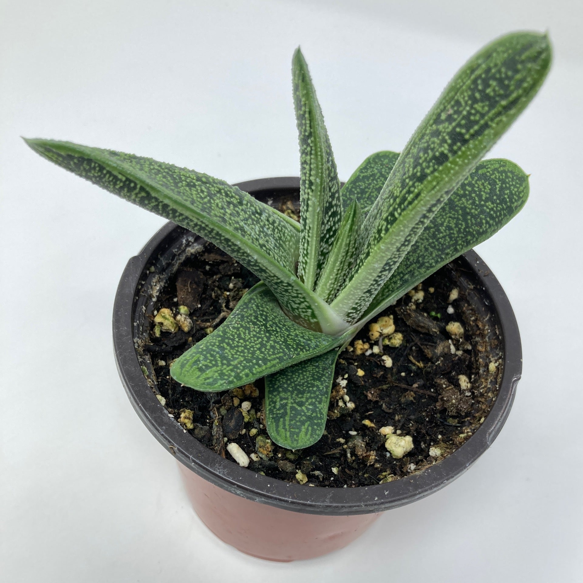 gasteria little warty succulent Gasteria 'Little Warty'
