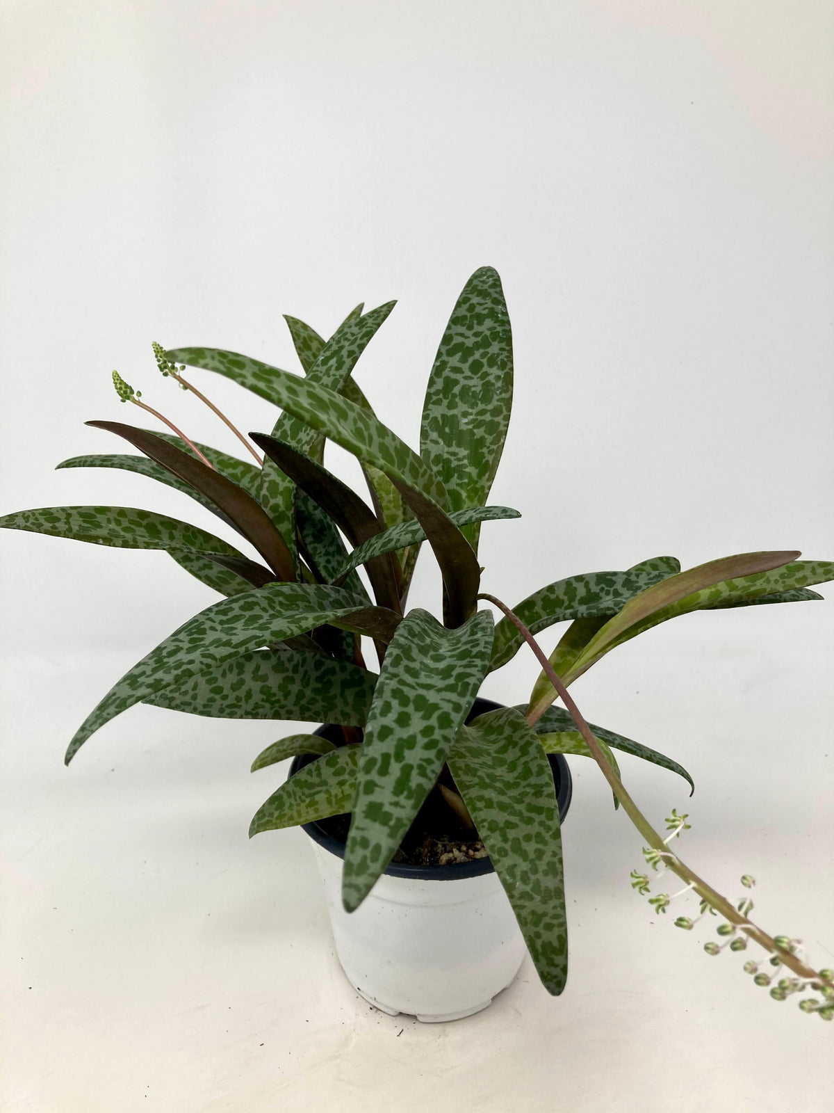 Ledebouria Socialis 'Leopard Lily' - 4.5" Pot
