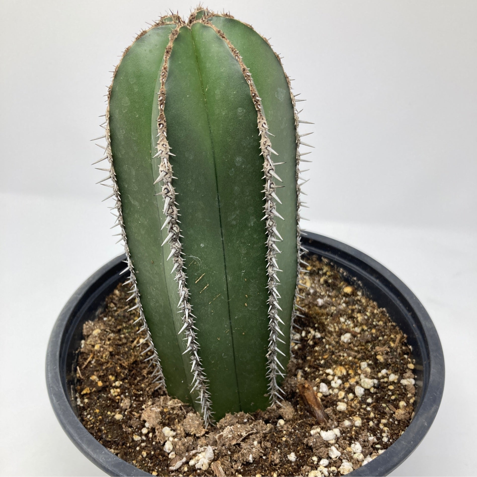 Pachycereus marginatus 'Mexican Fence Post Cactus' – Snakeroot Botanicals