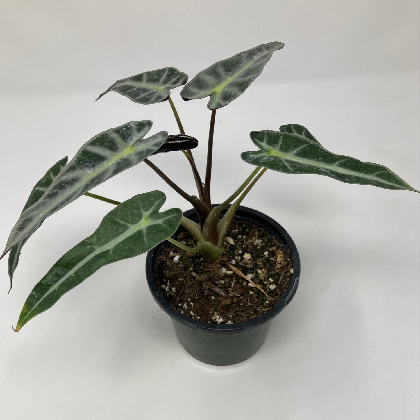 Alocasia Polly 'African Mask Plant'