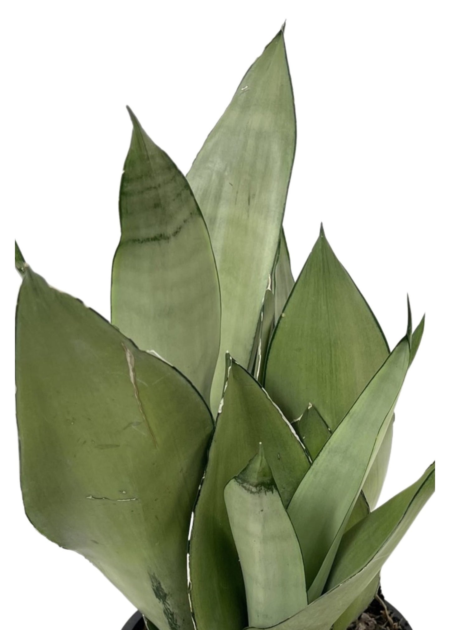 Sansevieria ‘Moonshine’