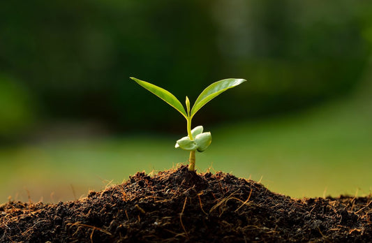 Winter Class Series: Class #3 - Seed Starting 101