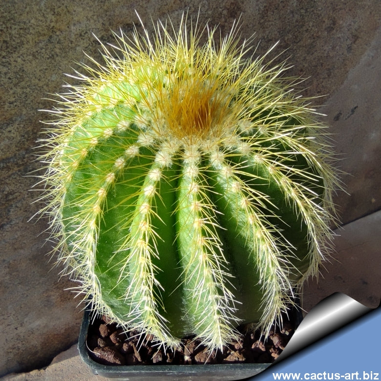Notocactus magnificus 'Balloon cactus'