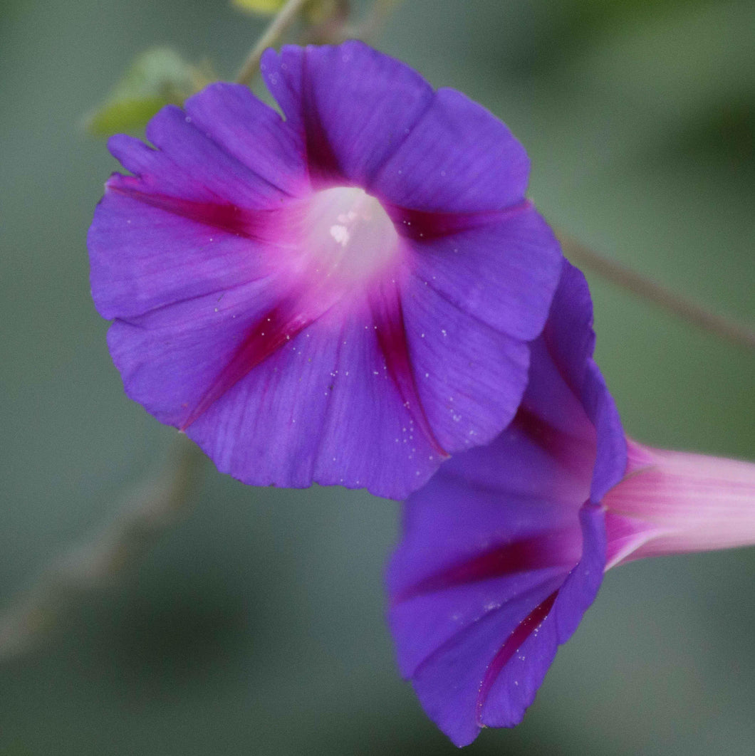 Flower, Grandpa Ott's Morning Glory Seeds