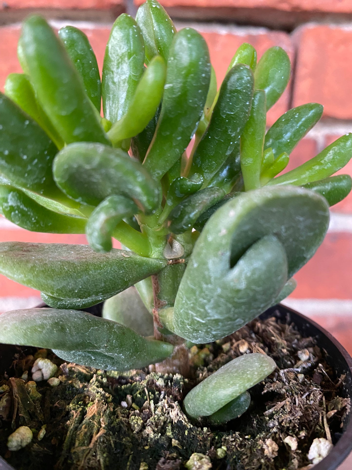 Crassula ovata ‘Gandalf Jade' - 4" Pot