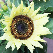Sunflower, Lemon Queen Organic Seeds