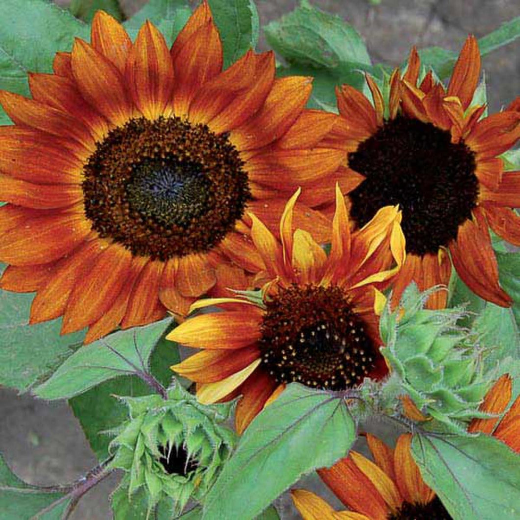 Sunflower, Velvet Queen Seeds