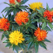 Flower, Lorenzo Trussoni Safflower Organic Seeds