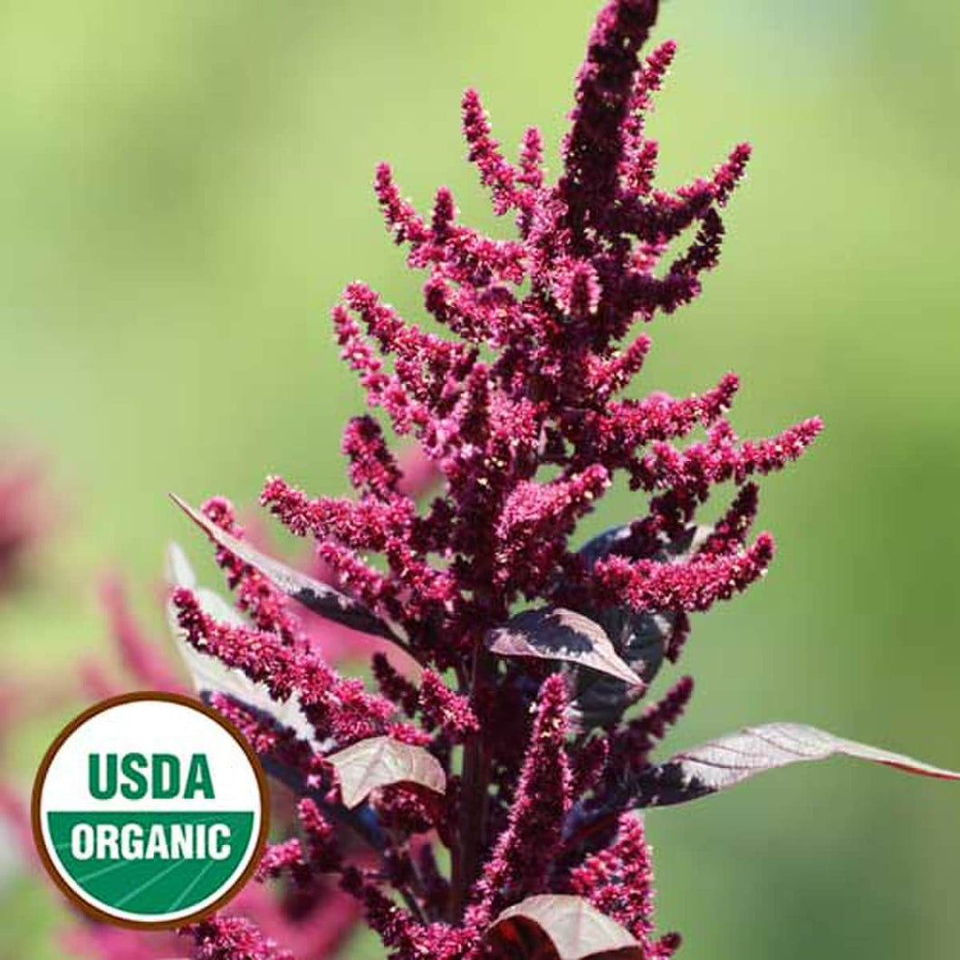 Flower, Hopi Red Dye Amaranth Organic Seeds