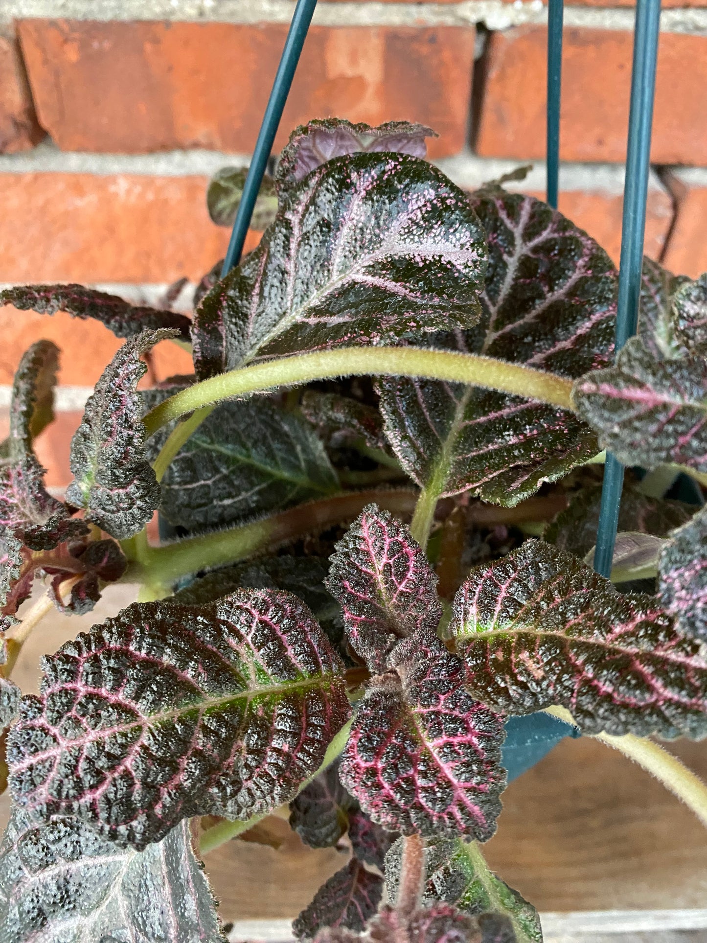 Episcia 'Flame Violet Copper' - 6" Hanging Basket