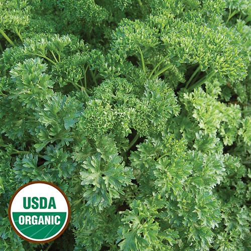 Herb, Triple Curled Parsley Organic Seeds