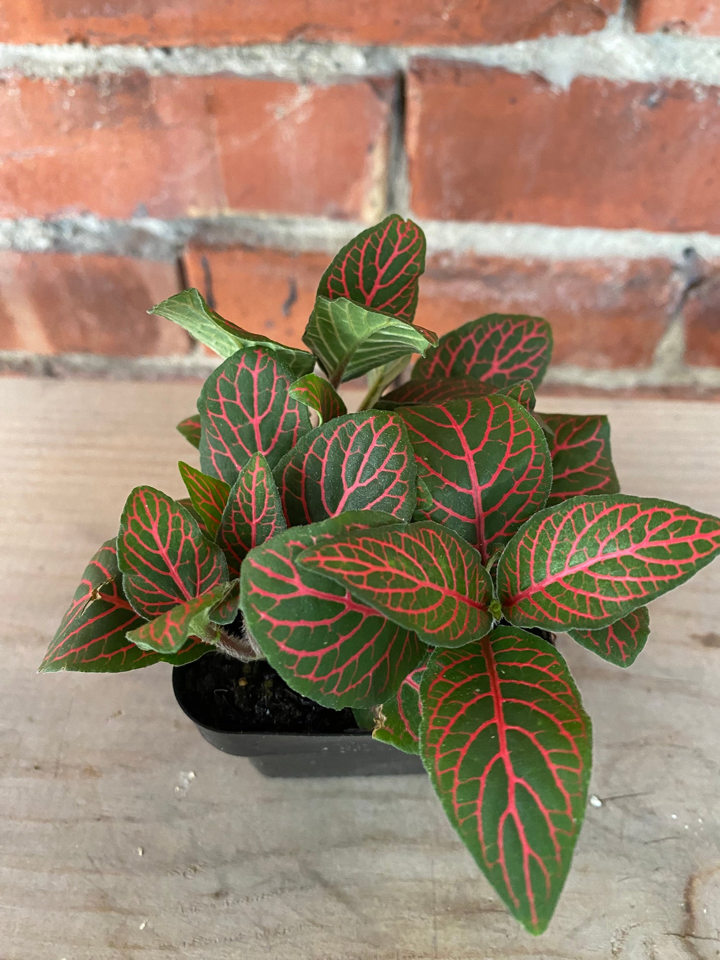 Fittonia Albivenis  'Red Nerve Plant’