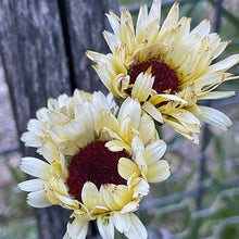 Flower, Calendula Ivory Princess