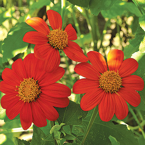 Sunflower, Torch Seeds