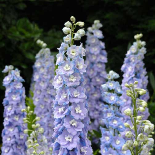 Flower, Raider Blue Delphinium