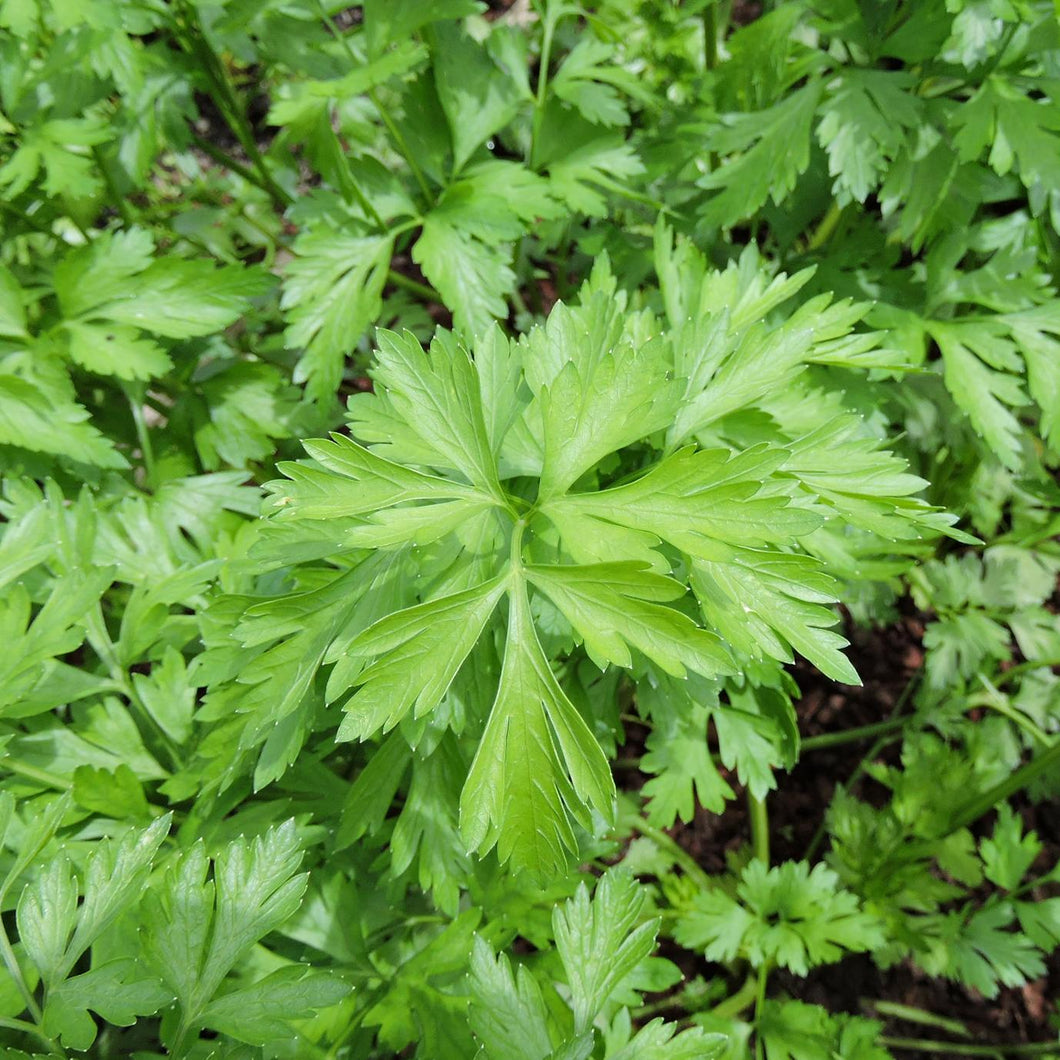 Herb, Hosszu Parsley Seeds