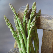 Asparagus, Three Pound Coffee Can Organic Seeds