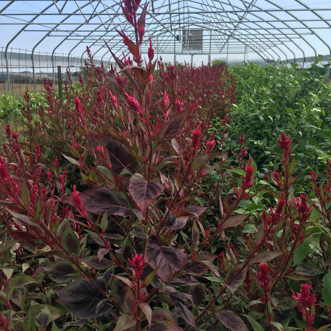 Flower, Himalayan Celosia Amaranth Organic Seeds