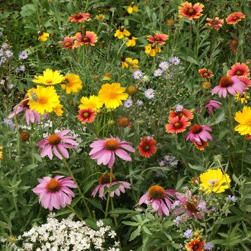 Flower, Honey Bee Mixed Seeds