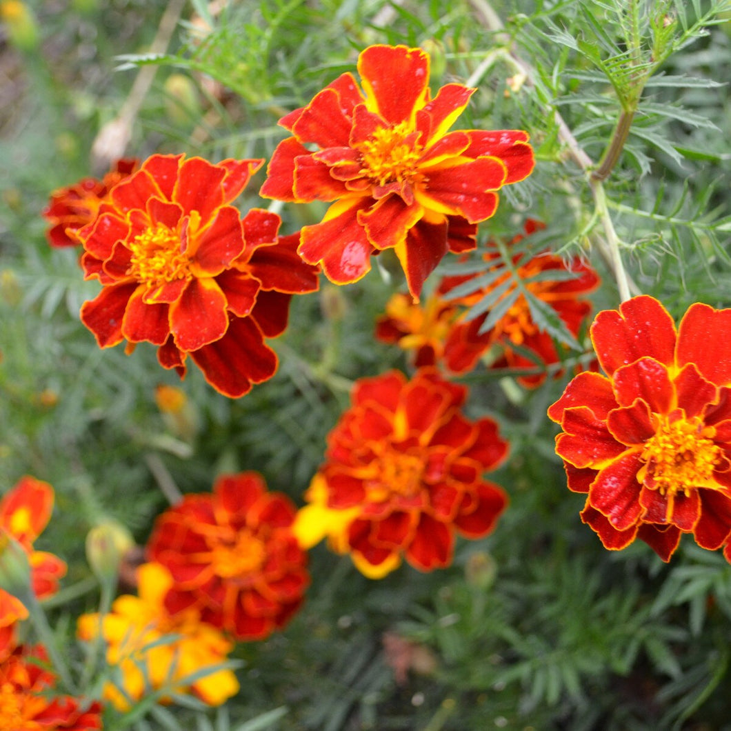 Flower, Harvey’s Honor Marigold Organic Seeds