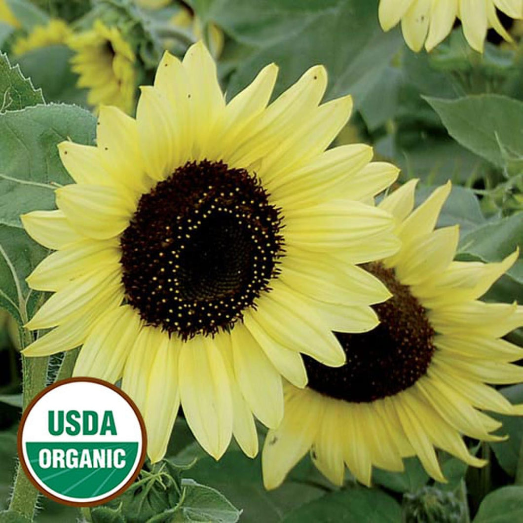 Sunflower, Valentine organic Seeds