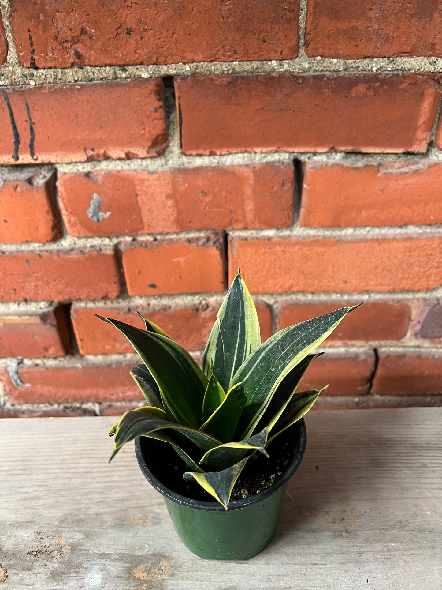Sansevieria Starpower 'Glimmering' - 4.5" Pot