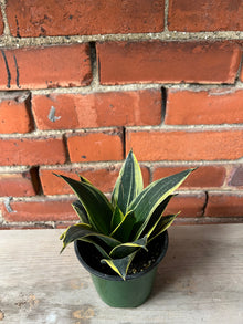 Sansevieria Starpower 'Glimmering' - 4.5" Pot