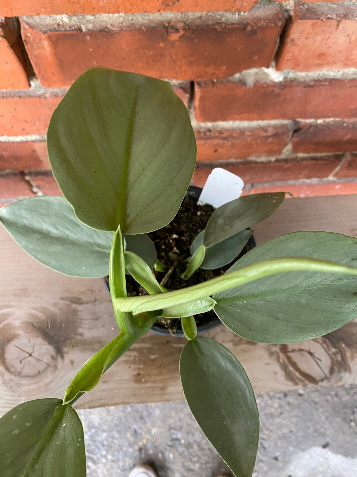 Philodendron hastatum ‘Silver Sword’