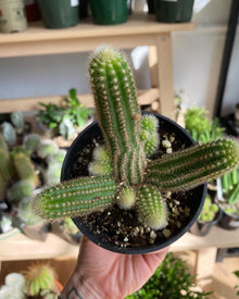 Echinopsis chamaecereus 'Peanut Cactus'