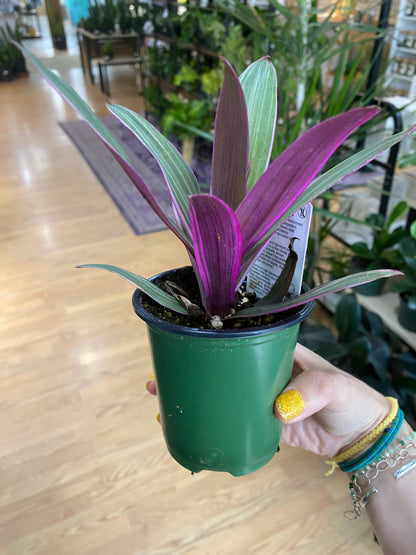 Tradescantia Spathacea ‘Rhoeo Pink’
