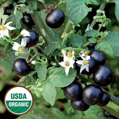 Huckleberry, Garden Variety Seeds Organic